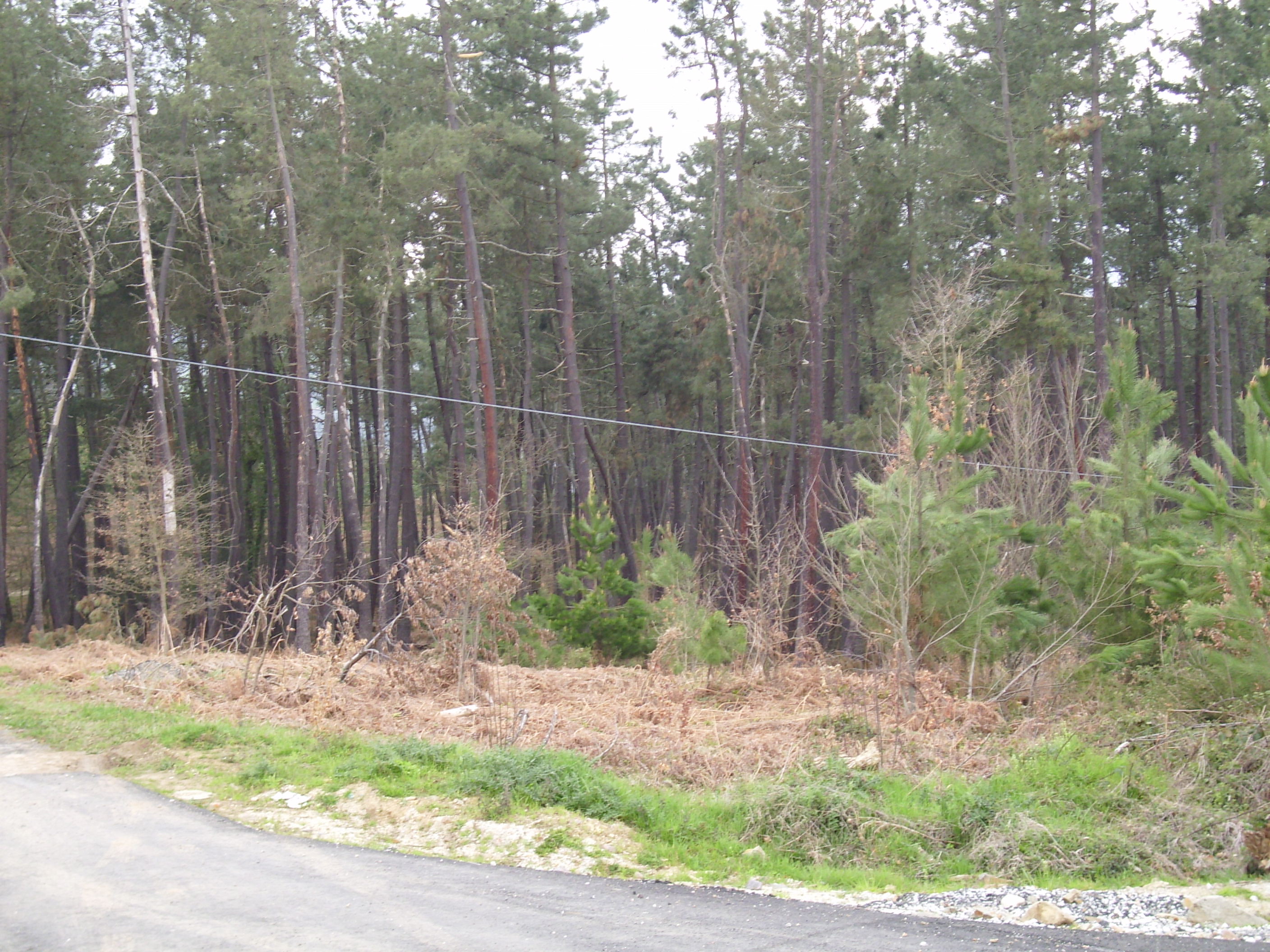 Fosa del Alto La Llama